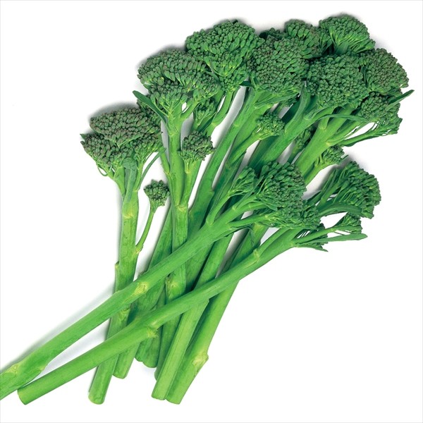 種 野菜たね ブロッコリー F1スティックセニョール 1袋(65粒)