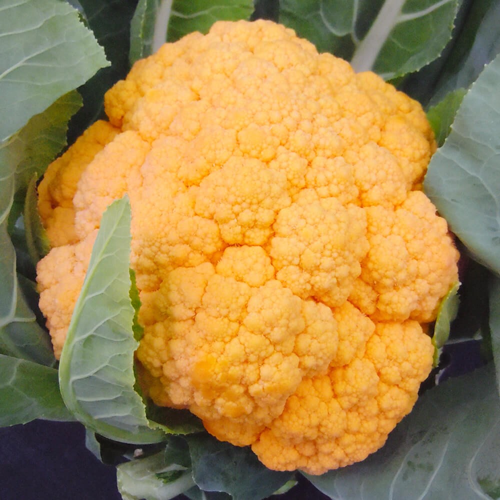 種 野菜たね カリフラワー F1オレンジカリフラワー 1袋(20粒)