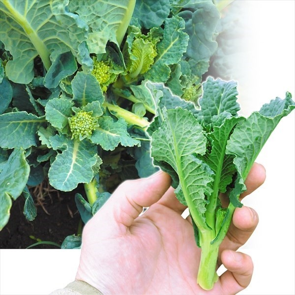 種 野菜たね ブロッコリー F1早生アレッタPVP 1袋(50粒)