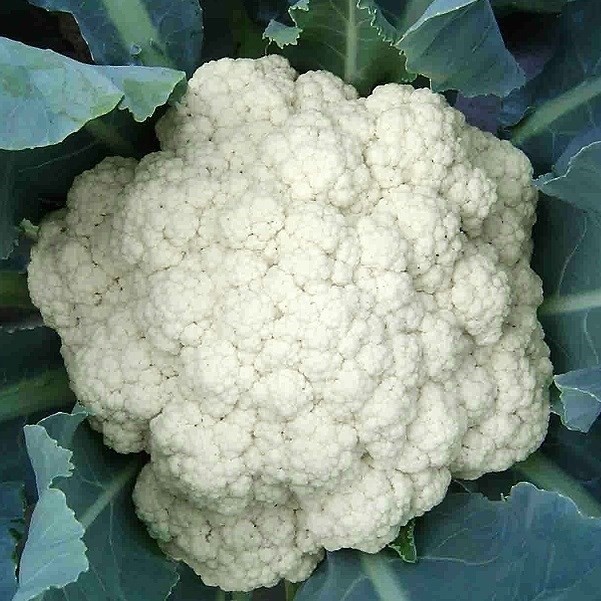 種 野菜たね カリフラワー F1夏どりカリフラワー 1袋(コート種子50粒)