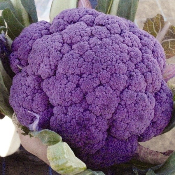 種 野菜たね カリフラワー F1パープルフラワー 1袋(コート種子20粒)