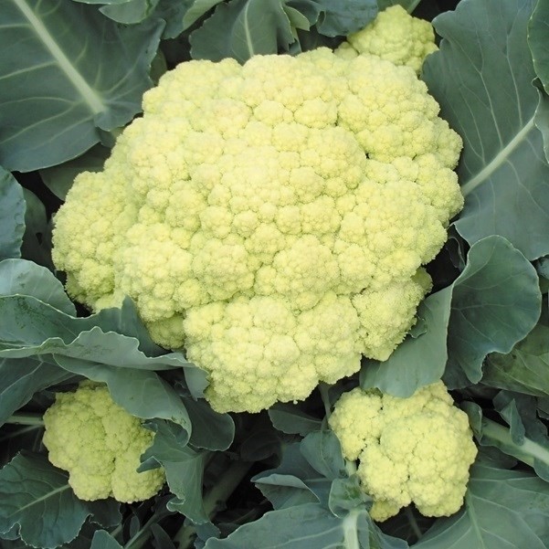 種 野菜たね カリフラワー F1サムライム 1袋(1ml)