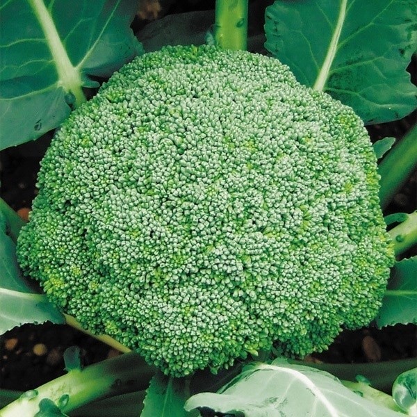 種 野菜たね ブロッコリー F1ジェットストリーム 1袋(0.5ml)