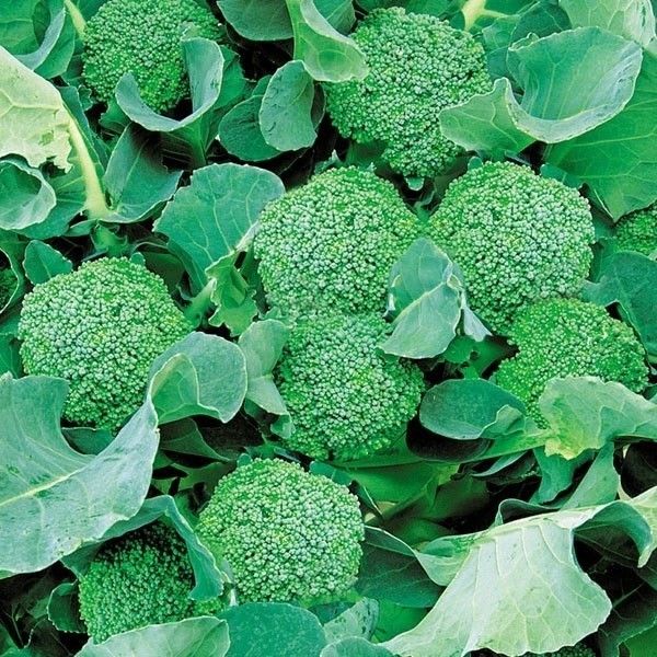 種 野菜たね ブロッコリー F1ブロッコ 1袋(50粒)