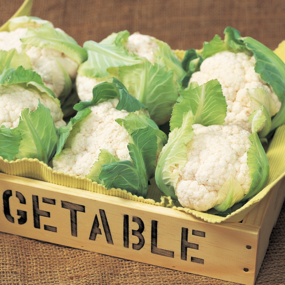 種 野菜たね カリフラワー F1美星（R） 1袋) 1袋(コート種子100粒)