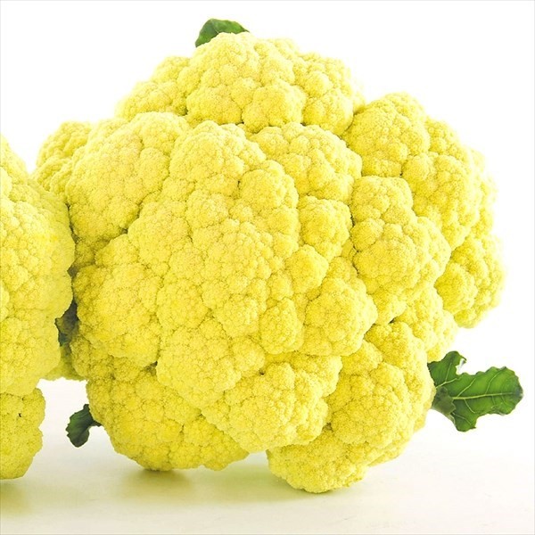 種 野菜たね カリフラワー F1スイートフラワー 1袋(ペレット100粒)