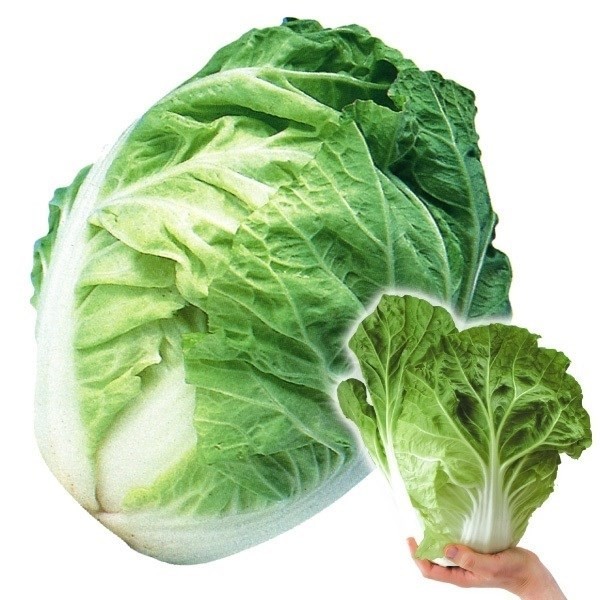 種 野菜たね ハクサイ F1イマージュ白菜 1袋(5ml)