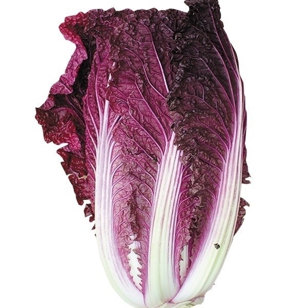 種 野菜たね ハクサイ F1春紫白菜 1袋(コート種子50粒)