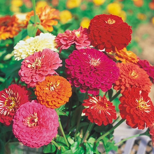 種 花たね ダリア咲百日草混合 1袋(1000mg)