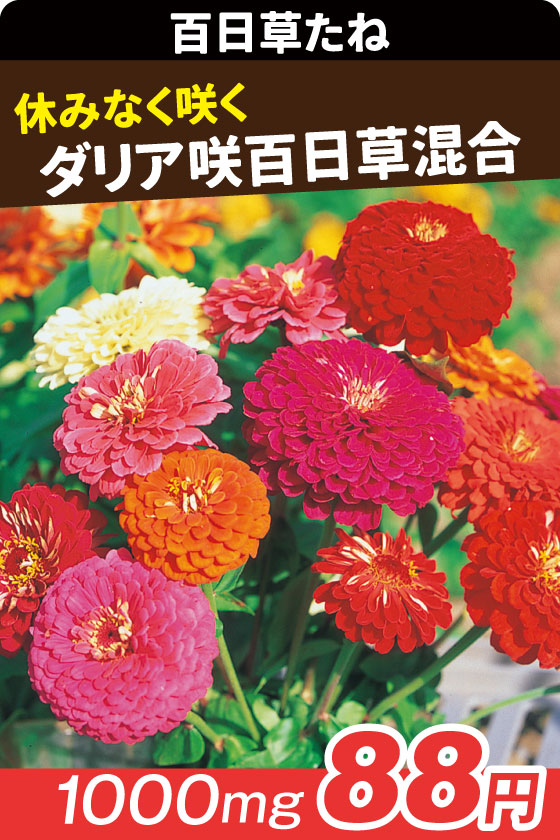 ダリア咲き百日草混合