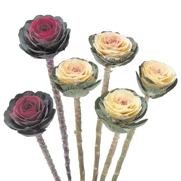 種 花たね 高性丸葉葉牡丹混合 1袋(10粒)