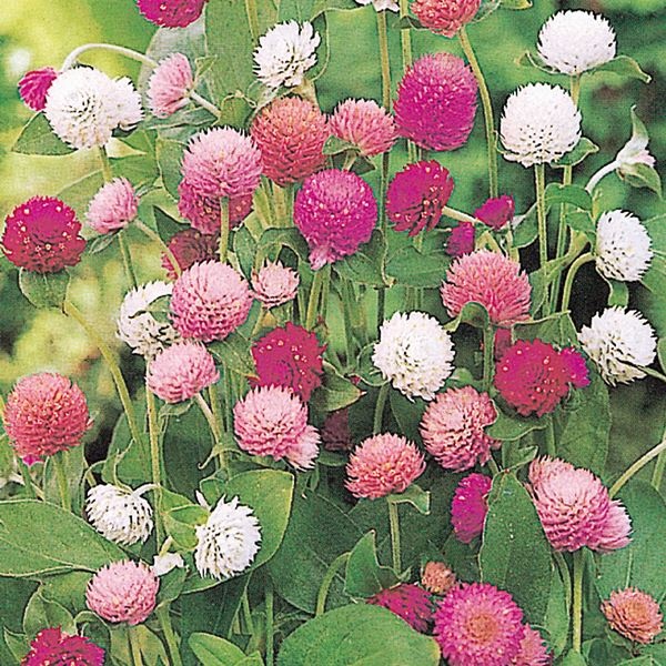 種 花たね 千日紅美色混合 1袋(300mg)