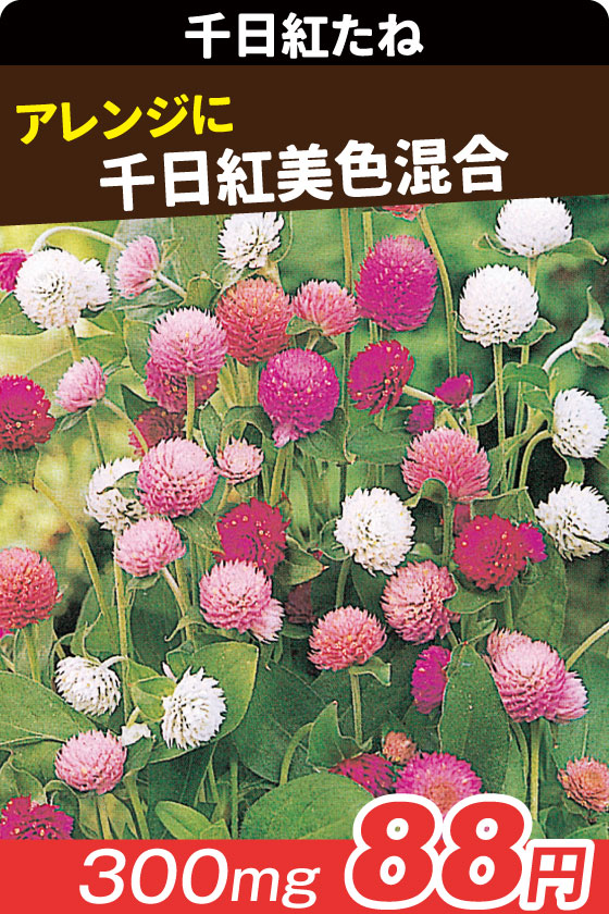 千日紅美色混合