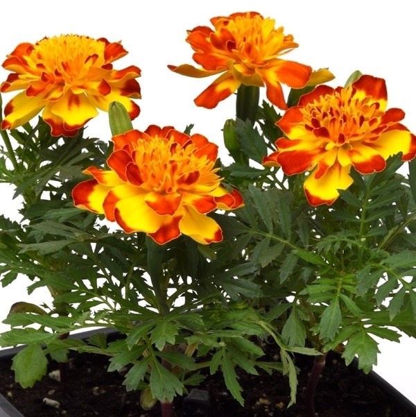 種 花たね フレンチマリーゴールド フラメンコ 1袋(20粒)