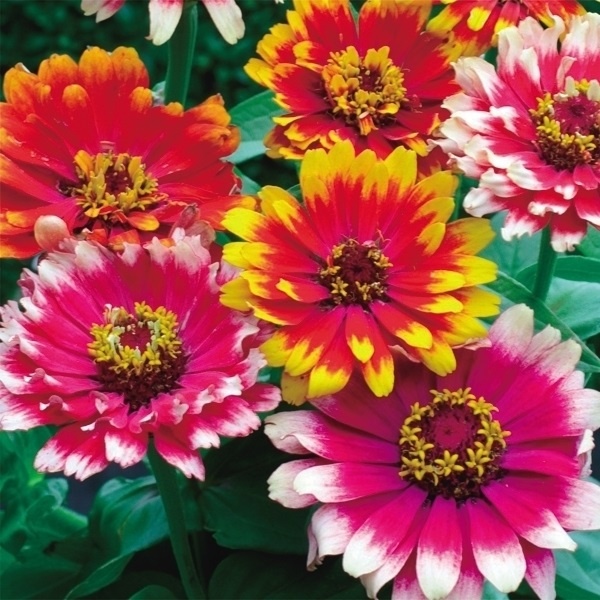 種 花たね 百日草カロッセル混合 1袋(1000mg)