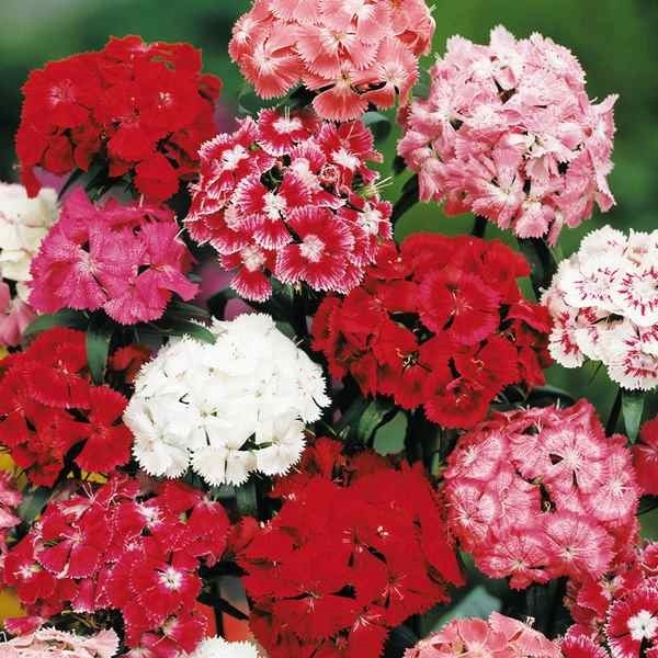 種 花たね 美女なでしこ混合 1袋(300mg)