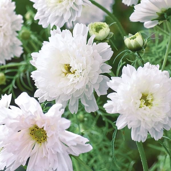 種 花たね コスモス ダブルクリック スノーパフ 1袋(100mg)