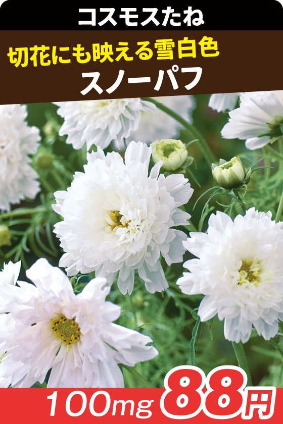 コスモス スノーパフ