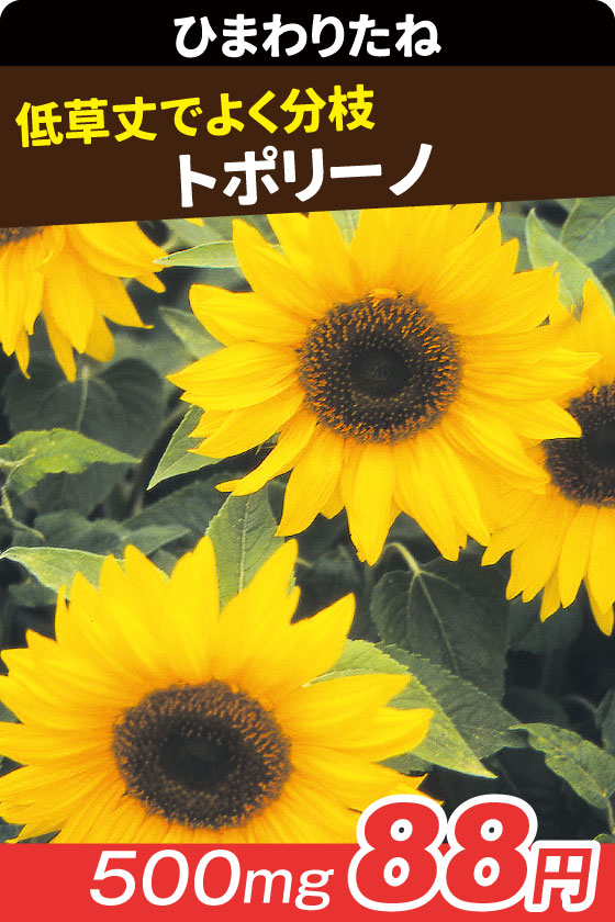 ひまわり トポリーノ