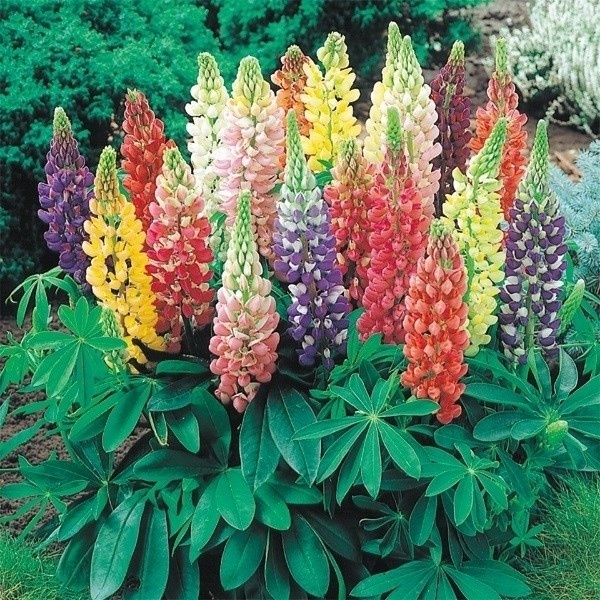 種 花たね ラッセルルピナス混合 1袋(500mg)