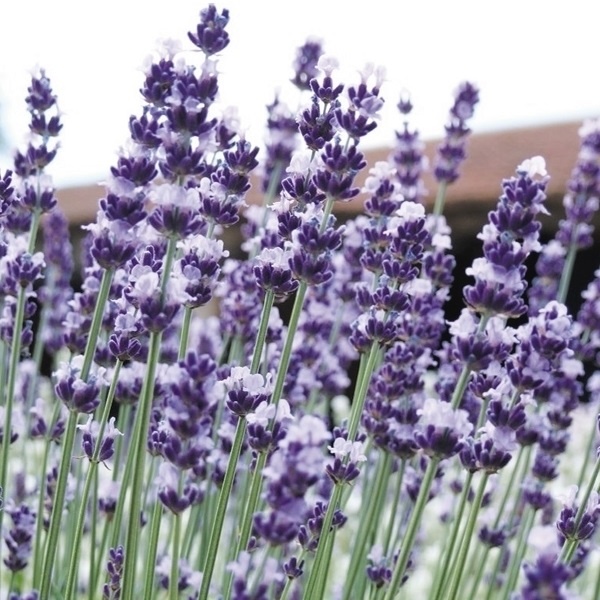 種 花たね イングリッシュラベンダー 1袋(150mg)