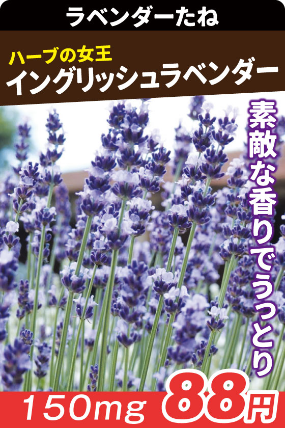 イングリッシュラベンダー