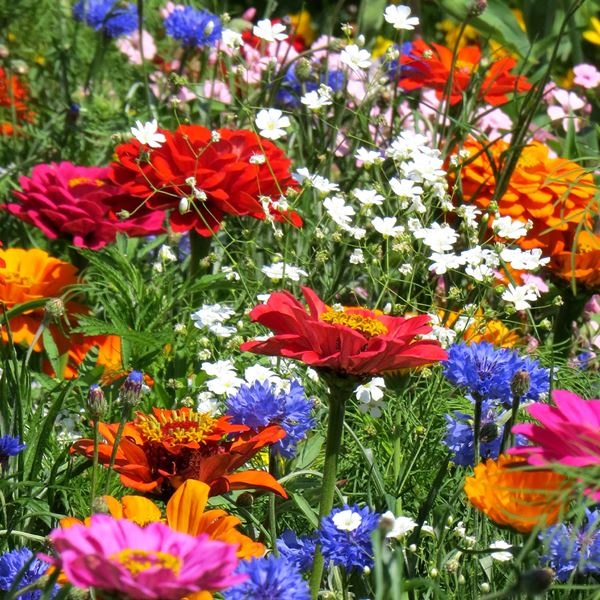 種 花たね スペシャルミックス 夏咲き切花ミックス 1袋(400mg)