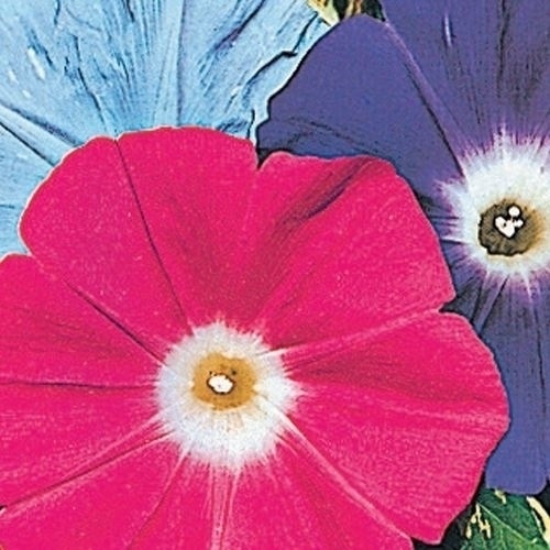 種 花たね 朝顔 巨大輪日本朝顔混合 1袋(15粒)