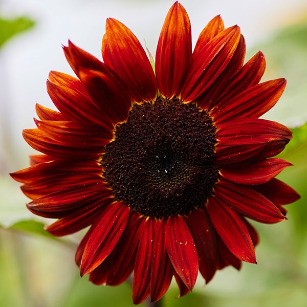 種 花たね ひまわり ムーランルージュ 1袋(1000mg)