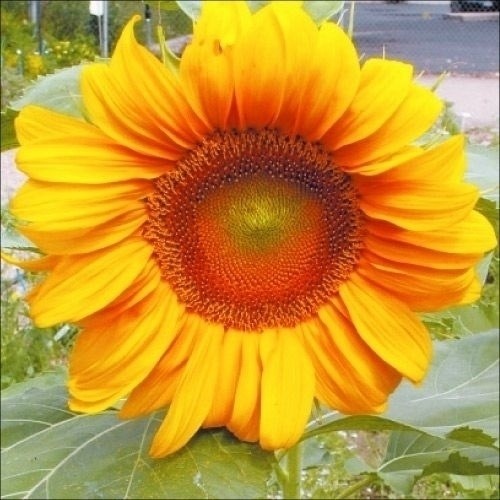 種 花たね ひまわり サンスポット 1袋(1000mg)