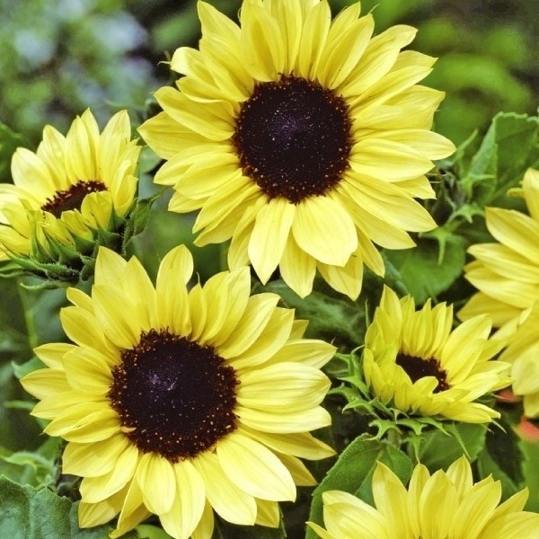 種 花たね ひまわり ムーンシャイン 1袋(700mg)