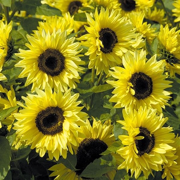 種 花たね ヒマワリ ガーデンステートメント 1袋(400mg)