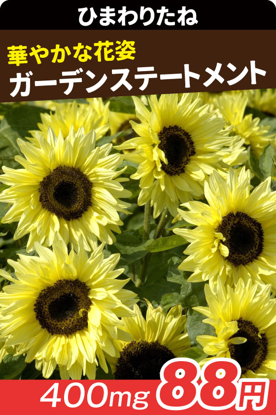 ひまわり ガーデンステートメント