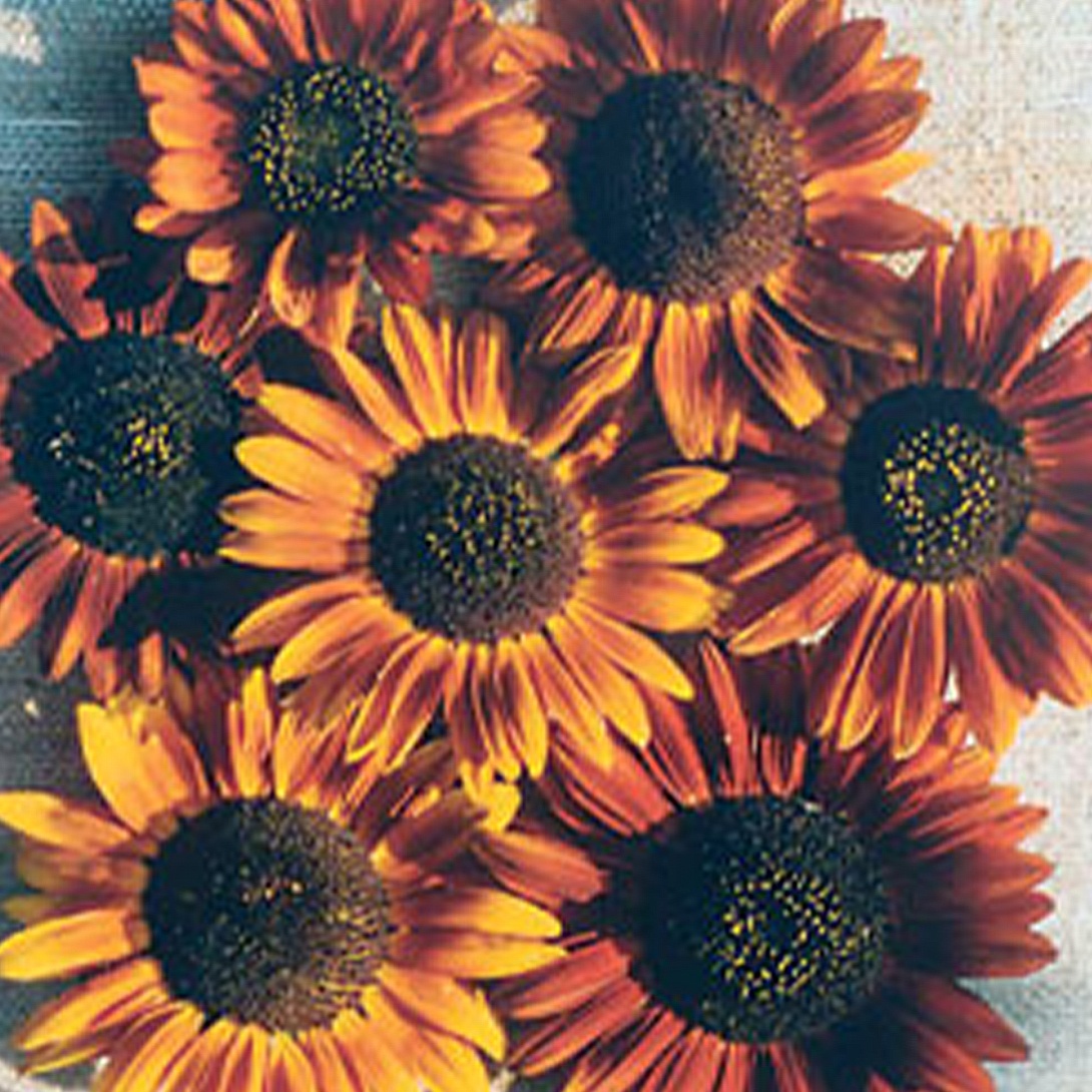 種 花たね ヒマワリ アースウォーカー 1袋(500mg)