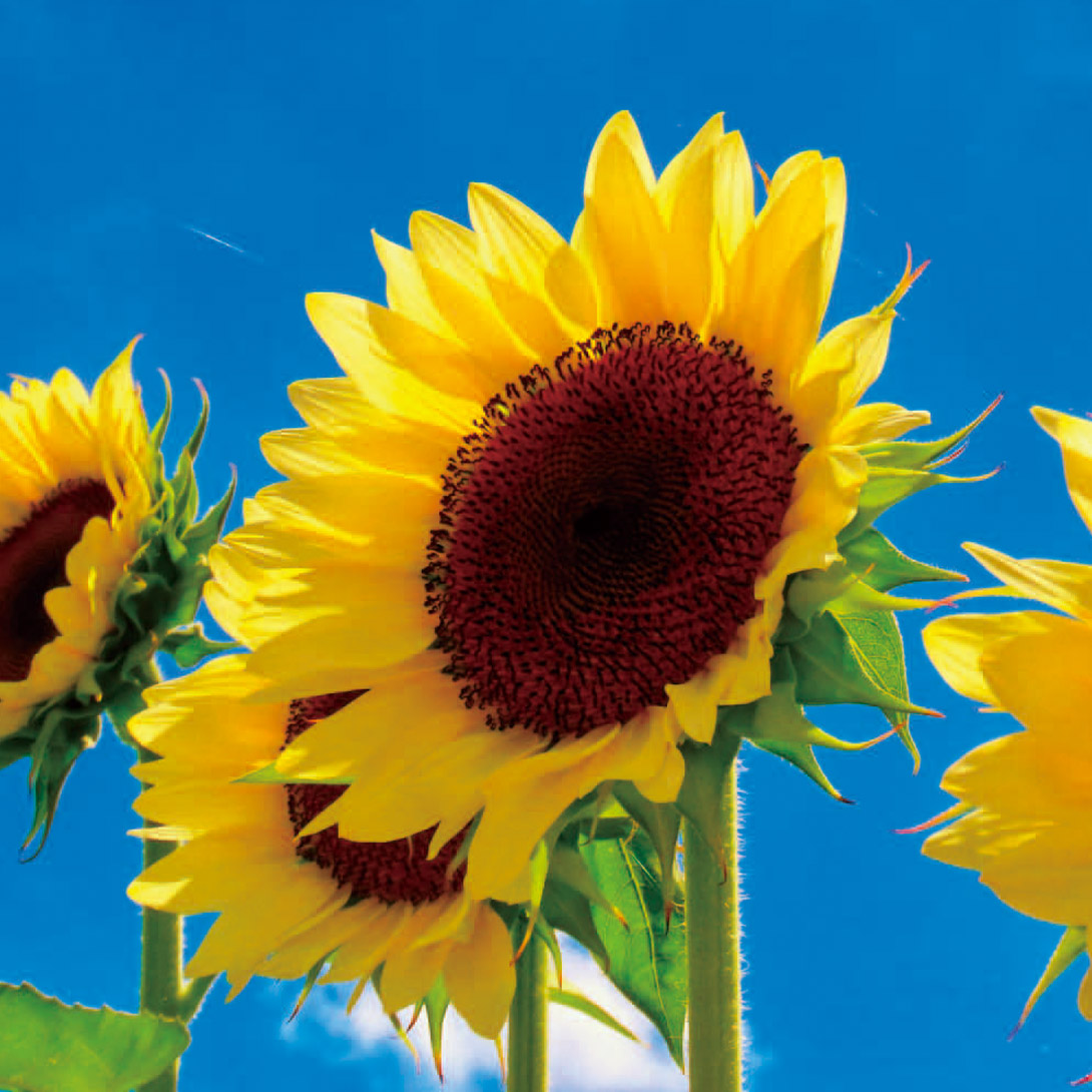 種 花たね ひまわり 巨大ヒマワリ 1袋(2000mg)