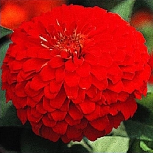 種 花たね 百日草 スカーレット 1袋(1000mg)