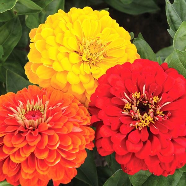 種 花たね 百日草 ラバミックス 1袋(500mg)