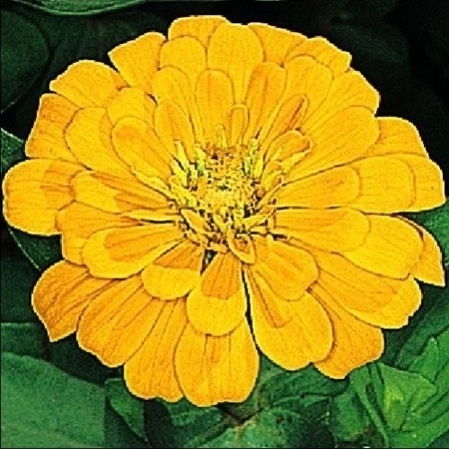 種 花たね 百日草 イエロー 1袋(1000mg)