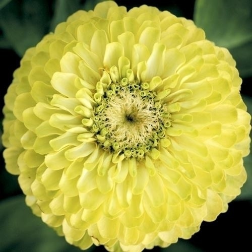 種 花たね 百日草 グリーン 1袋(1000mg)