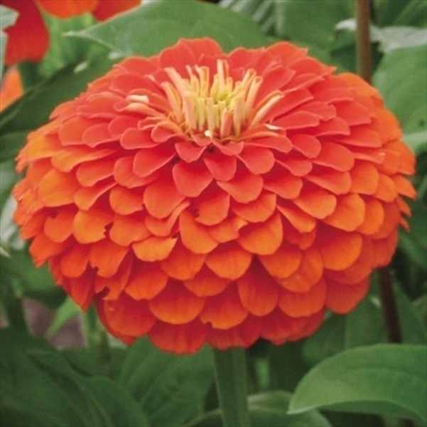 種 花たね 百日草 オレンジ 1袋(1000mg)