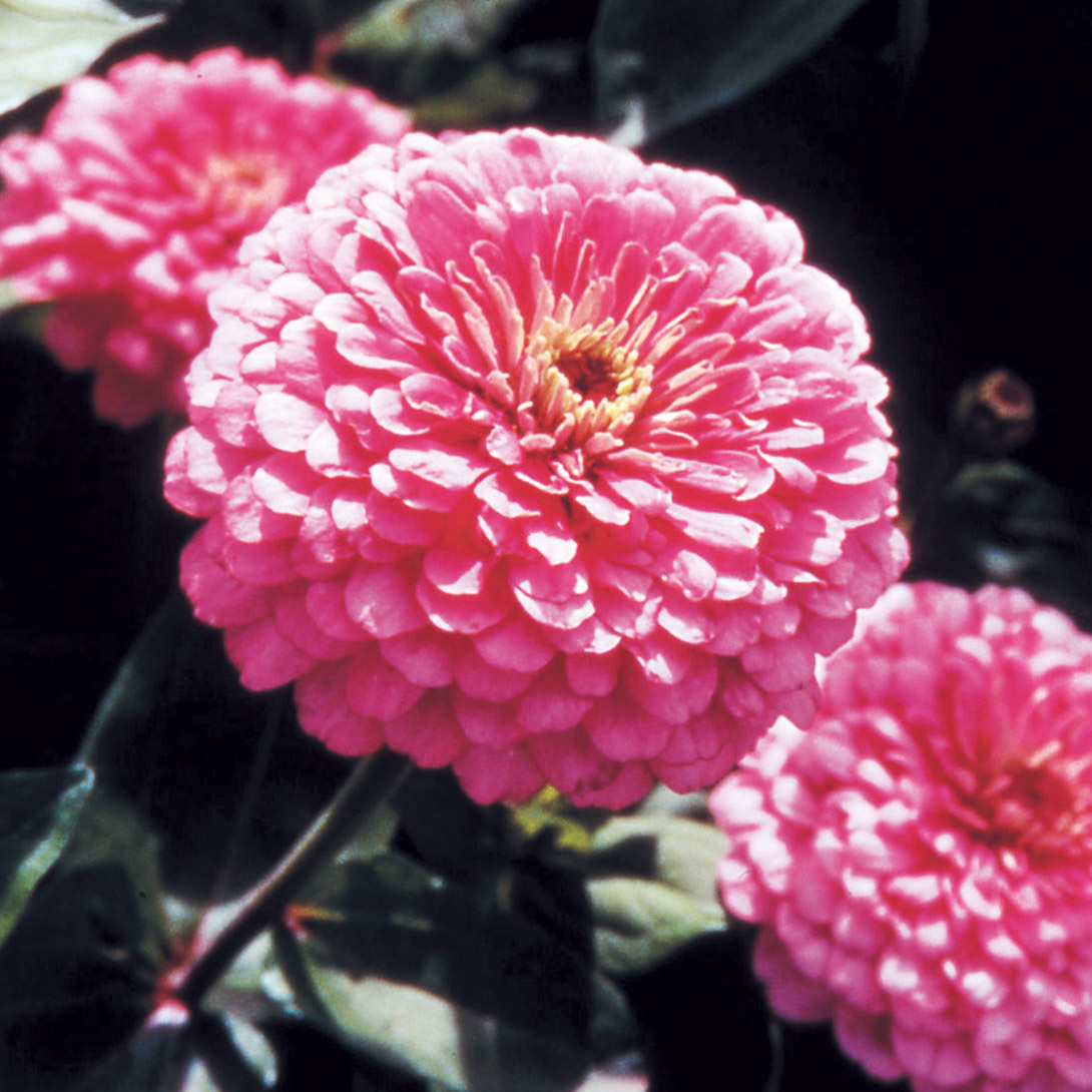 種 花たね 百日草 ピンク 1袋(1000mg)