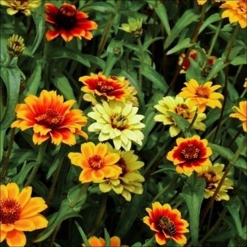 種 花たね 百日草 ペルシャンカーペット 1袋(300mg)