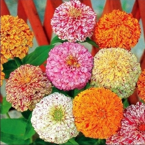 種 花たね 百日草 ペパーミントスティック 1袋(1000mg)