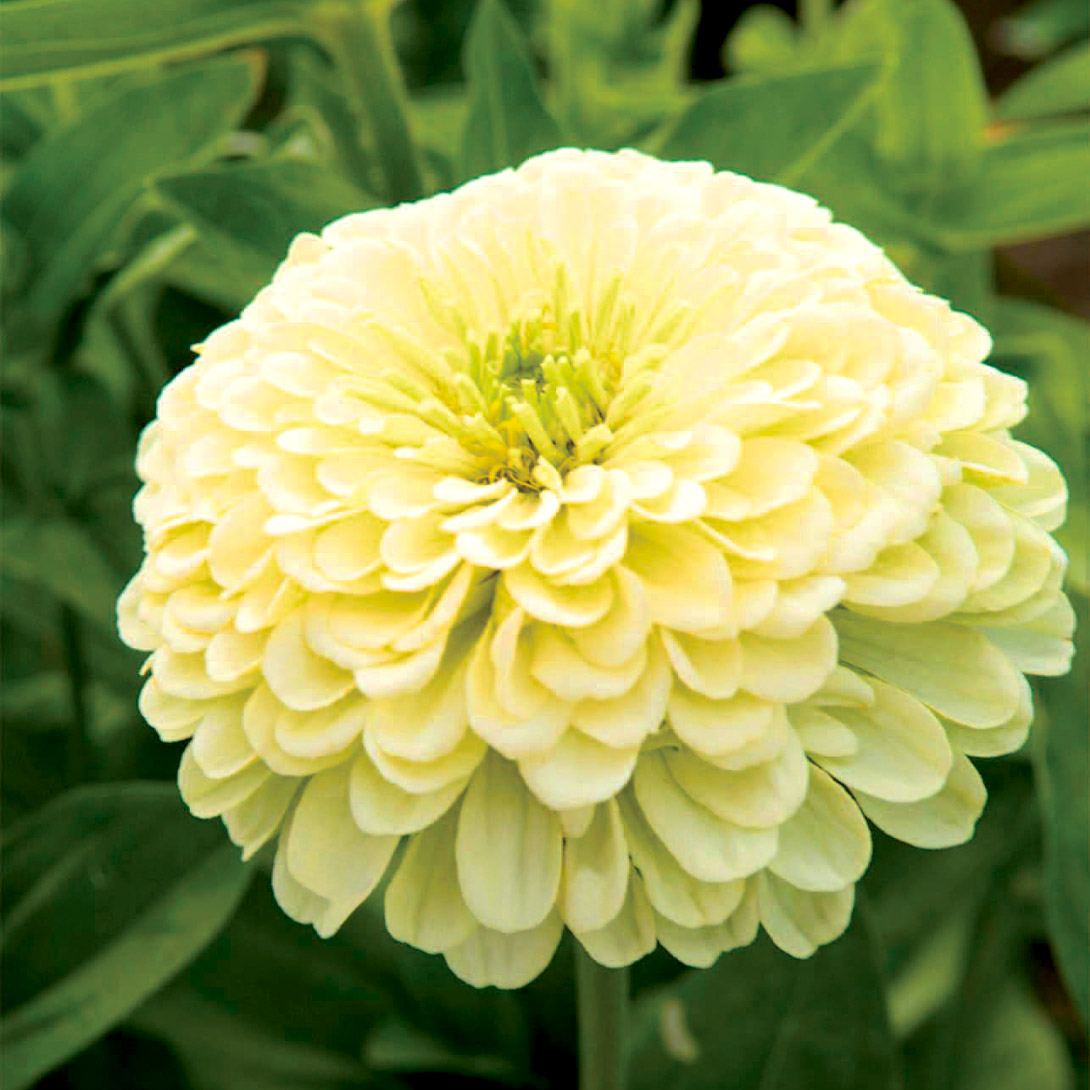 種 花たね 百日草 クリームイエロー 1袋(1000mg)