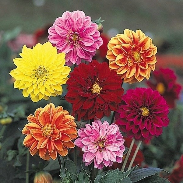 種 花たね ダリア アーリーバードミックス 1袋(300mg)