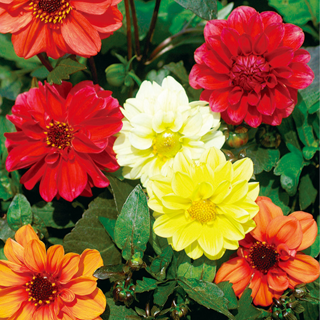 種 花たね ダリア 矮性赤銅葉ダリア 1袋(200mg)