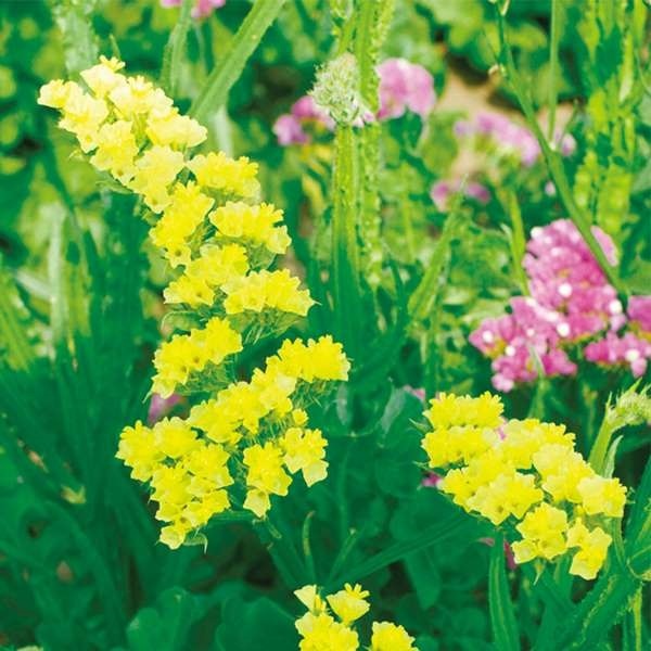 種 花たね スターチス イエロー 1袋(100mg)