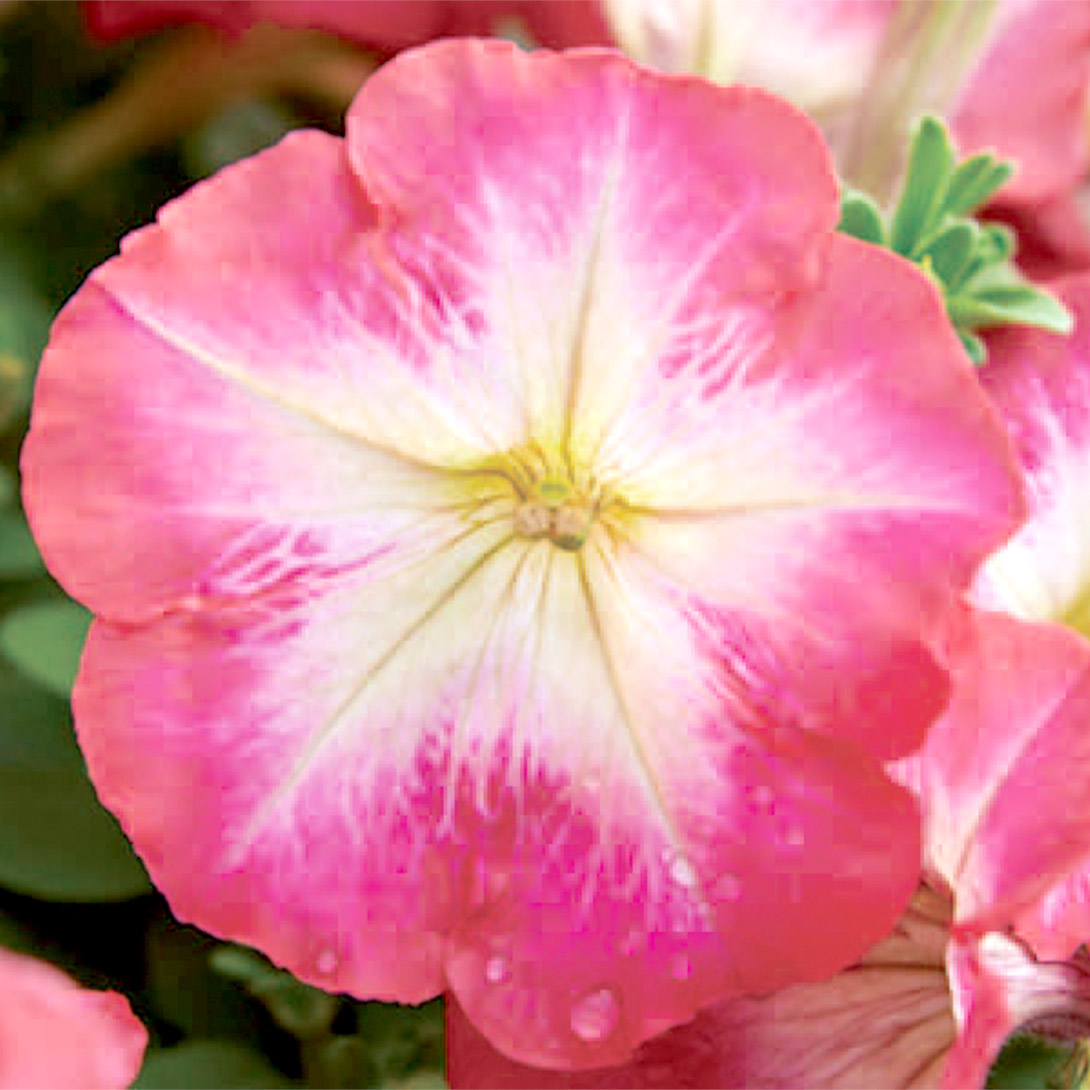 種 花たね ペチュニア レッドモーン 1袋(20粒)