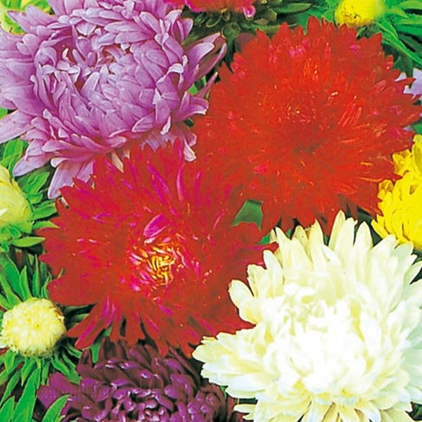 種 花たね 切花アスター美色混合 1袋(600mg)