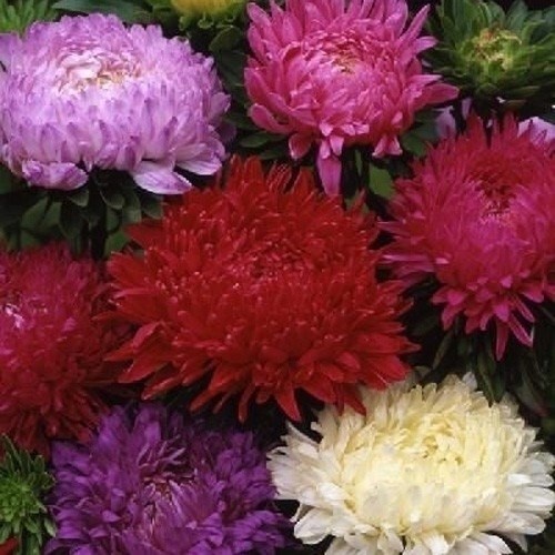 種 花たね 牡丹咲アスター混合 1袋(400mg)